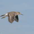 Common_Sandpiper-200830-117MSDCF-FYP00631-W.jpg