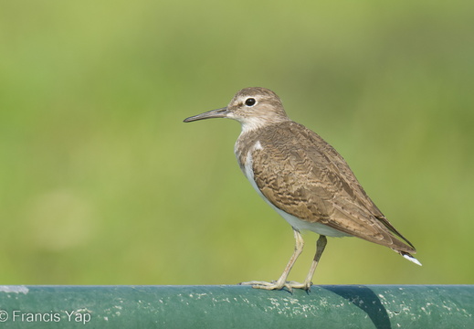 Common Sandpiper