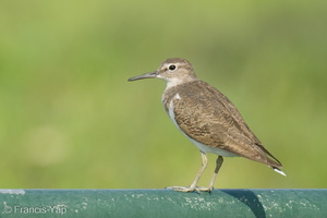 Common Sandpiper-220917-154MSDCF-FYP04451-W.jpg