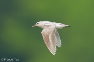 Common Sandpiper-260917-206FRYAP-FYA07568-W.jpg