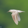 Common_Sandpiper-260917-206FRYAP-FYA07568-W.jpg