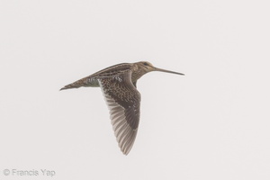 Common Snipe-181105-113ND500-FYP_0806-W.jpg