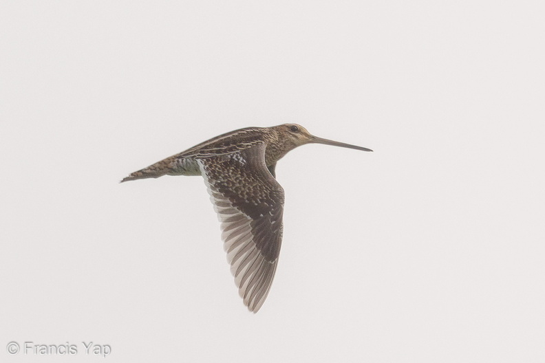 Common_Snipe-181105-113ND500-FYP_0806-W.jpg