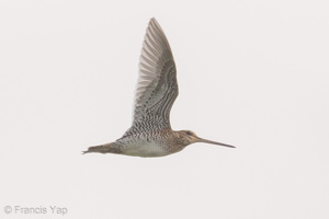 Common Snipe-181105-113ND500-FYP_0808-W.jpg