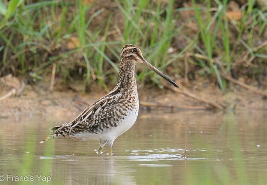 Common Snipe