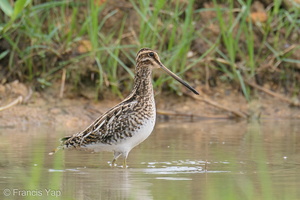 Common Snipe-201115-123MSDCF-FYP08349-W.jpg