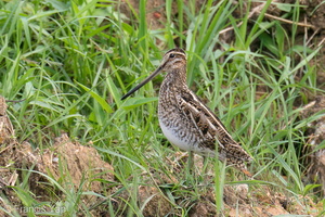 Common Snipe-201115-124MSDCF-FYP00774-W.jpg