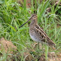 Common_Snipe-201115-124MSDCF-FYP00774-W.jpg