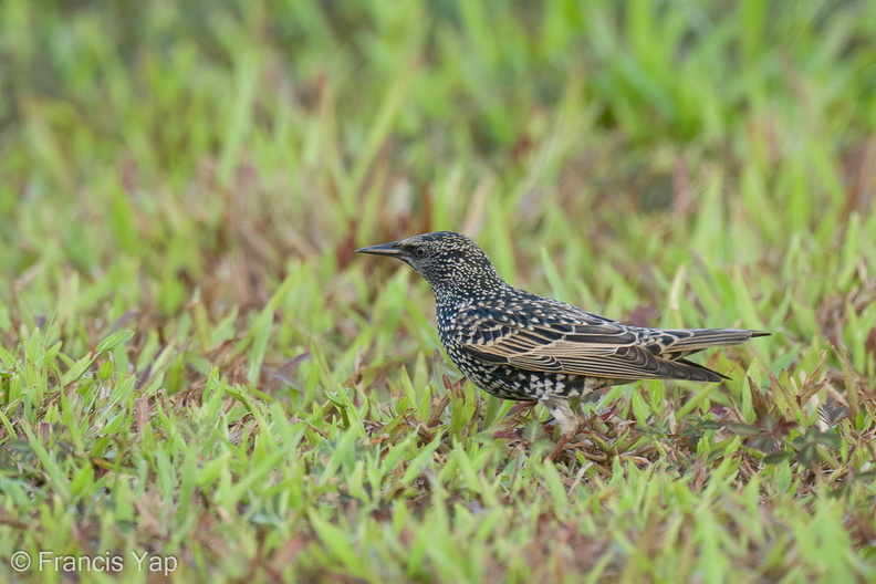 Common_Starling-211213-133MSDCF-FRY01034-W.jpg