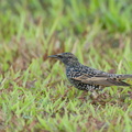 Common_Starling-211213-133MSDCF-FRY01034-W.jpg