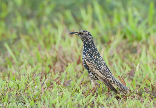 Common Starling