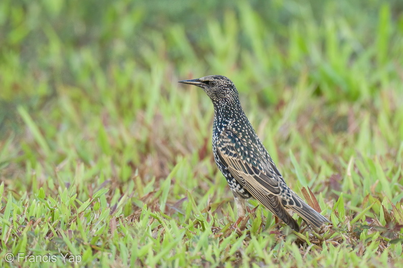 Common_Starling-211213-133MSDCF-FRY01090-W.jpg