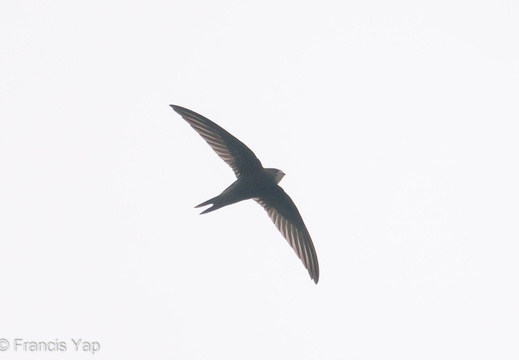 Common Swift