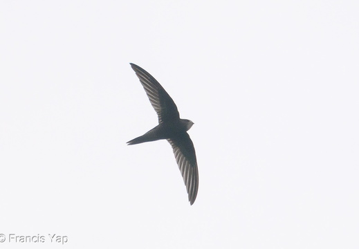 Common Swift