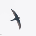 Common_Swift-201009-118MSDCF-FYP09283-W.jpg
