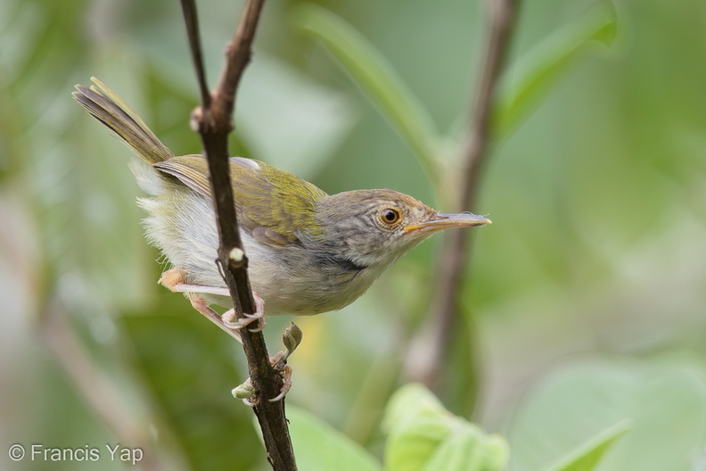 Common_Tailorbird-190809-118EOS1D-F1X24929-W.jpg