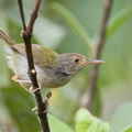 Common_Tailorbird-190809-118EOS1D-F1X24929-W.jpg