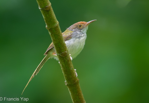 Common Tailorbird - display this album Common Tailorbird