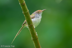 Common Tailorbird-250511-106FRYAP-FYA07572-W