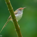 Common_Tailorbird-250511-106FRYAP-FYA07572-W.jpg