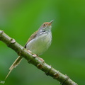Common_Tailorbird-250511-106FRYAP-FYA07803-W.jpg
