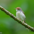 Common_Tailorbird-250511-106FRYAP-FYA07844-W.jpg