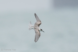 Common Tern-201018-120MSDCF-FYP02634-W.jpg