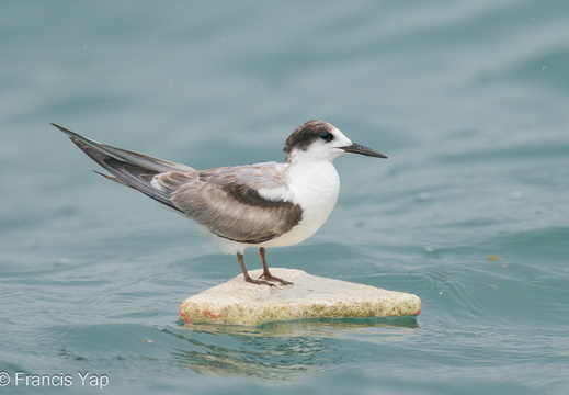 Common Tern