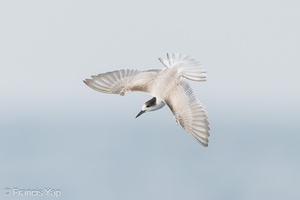 Common Tern-230923-208MSDCF-FYP03998-W.jpg