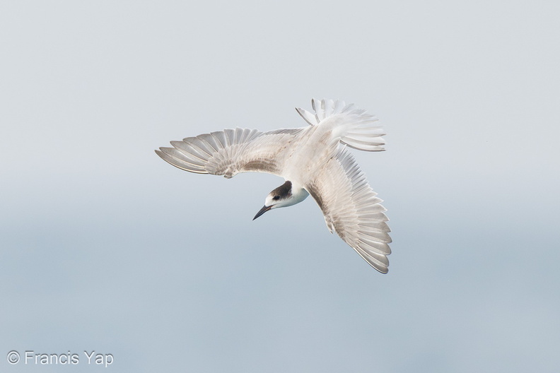 Common_Tern-230923-208MSDCF-FYP03998-W.jpg