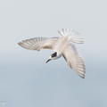 Common_Tern-230923-208MSDCF-FYP03998-W.jpg