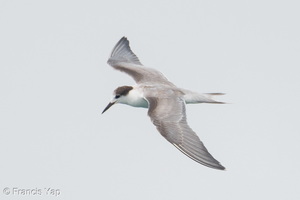 Common Tern-260919-207FRYAP-FYA06393-W.jpg