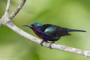 Copper-throated Sunbird-110918-105EOS1D-FYAP1946-W.jpg