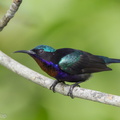 Copper-throated_Sunbird-110918-105EOS1D-FYAP1946-W.jpg