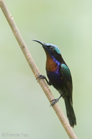 Copper-throated Sunbird-190202-115ND500-FYP_1648-W.jpg