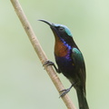 Copper-throated_Sunbird-190202-115ND500-FYP_1648-W.jpg