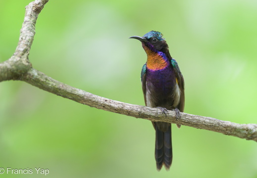 Copper-throated Sunbird