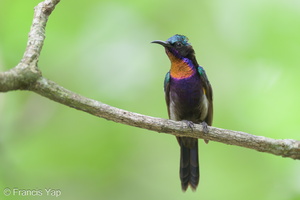 Copper-throated Sunbird-230624-207MSDCF-FYP00897-W.jpg