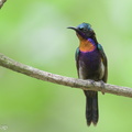 Copper-throated_Sunbird-230624-207MSDCF-FYP00897-W.jpg