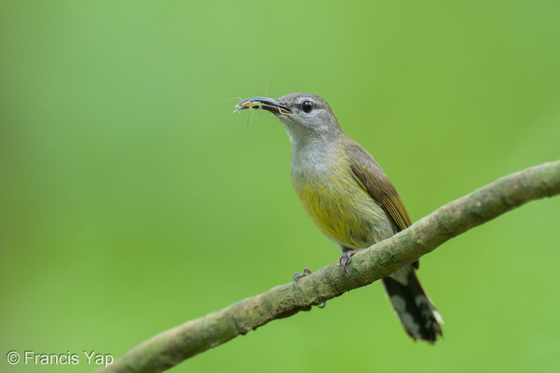 Copper-throated_Sunbird-250520-107FRYAP-FYA03791-W.jpg