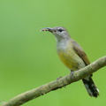 Copper-throated_Sunbird-250520-107FRYAP-FYA03791-W.jpg