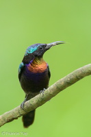 Copper-throated Sunbird-250520-107FRYAP-FYA04032-W.jpg