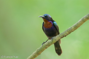 Copper-throated Sunbird-250526-108FRYAP-FYA04113-W.jpg