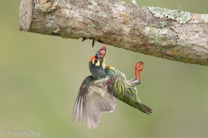 Coppersmith Barbet-140606-116EOS1D-FY1X9959-W.jpg