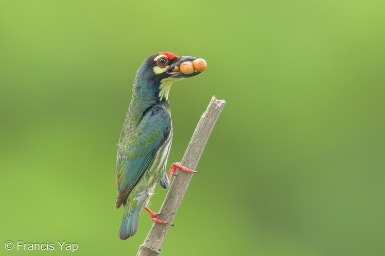 Coppersmith_Barbet-240405-222MSDCF-FYP01966-W.jpg