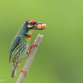 Coppersmith_Barbet-240405-222MSDCF-FYP02626-W.jpg