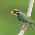 Coppersmith_Barbet-240408-222MSDCF-FYP08754-W.jpg