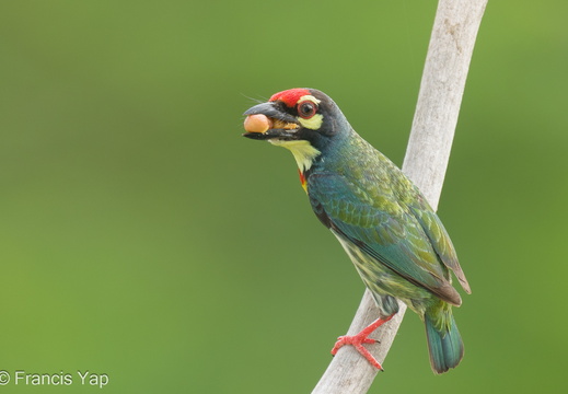 Coppersmith Barbet