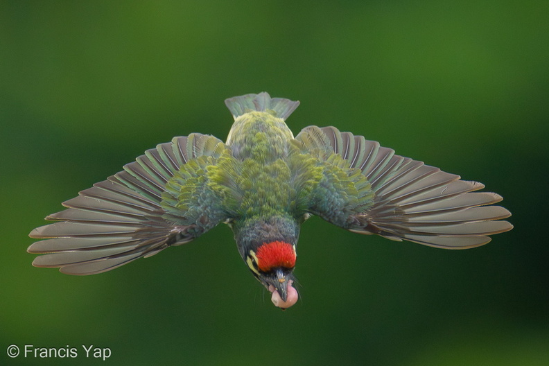 Coppersmith_Barbet-240415-224MSDCF-FYP02336-W.jpg