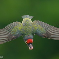 Coppersmith_Barbet-240415-224MSDCF-FYP02336-W.jpg